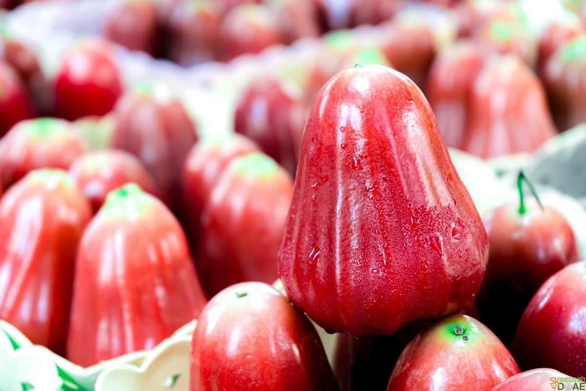 economic-business-thai-gi-sa-kaeo-rose-apple-fruit-SPACEBAR-Photo02.jpg
