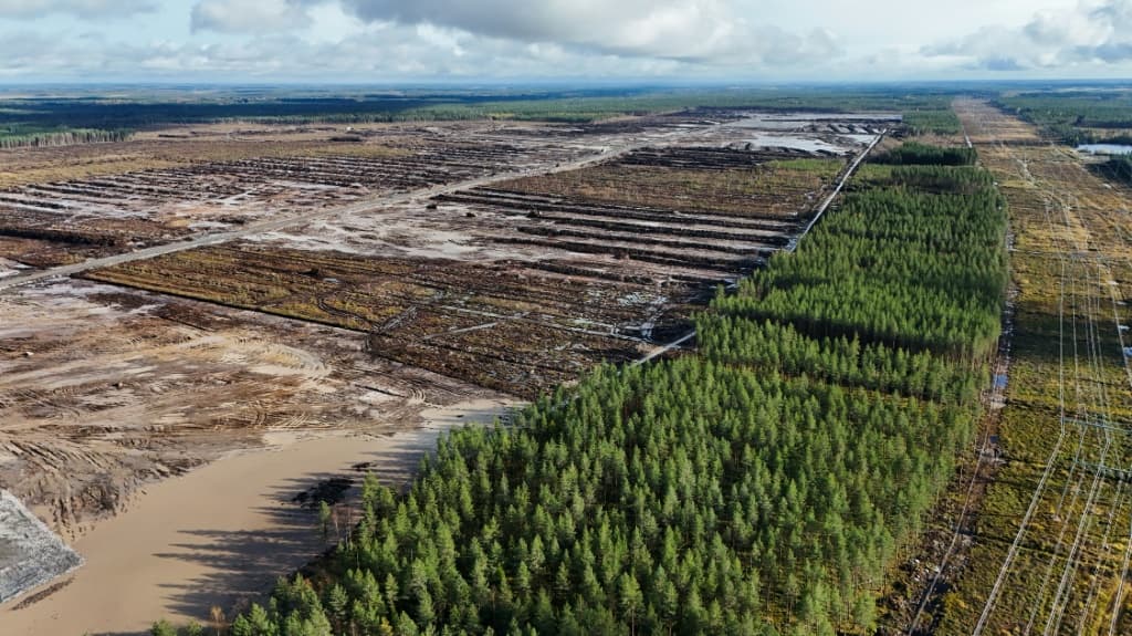 Google told AFP that its tree-felling activities were in compliance with Forestry Act requirements