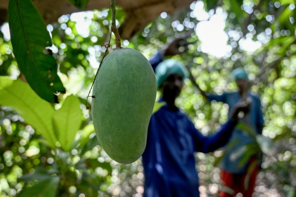 Mango traders told AFP they expect export sales to fall at least 30 percent this year due to dampened demand in key markets
