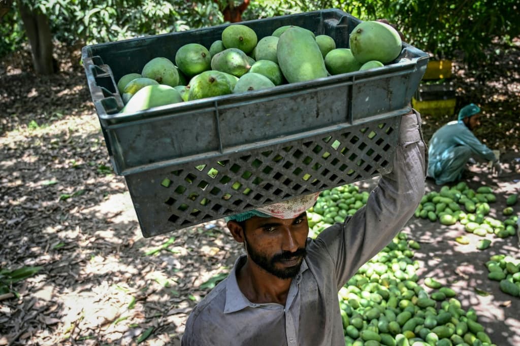 Total mango exports were expected to shrink by around 30,000 tons since last season to 80,000 tons this year