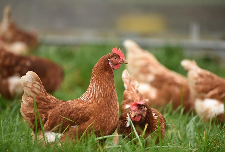 11_year_old_girl_cambodia_dies_bird_flu_h5n1_SPACEBAR_Thumbnail_1438c21411.jpeg