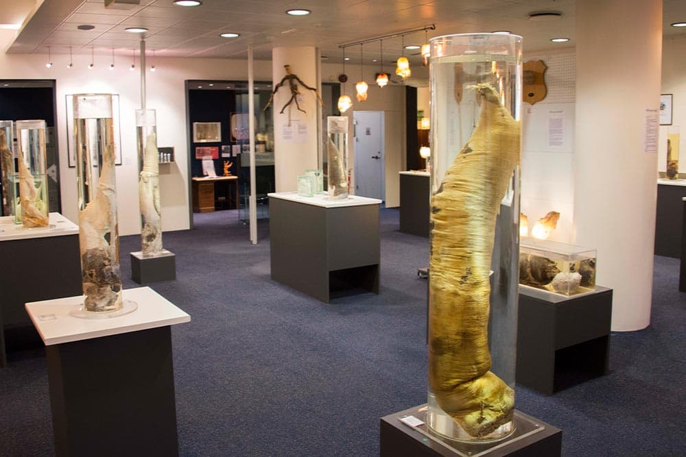 5_weirdest_museum_in_the_world_SPACEBAR_Photo04_d539718d26.jpeg
