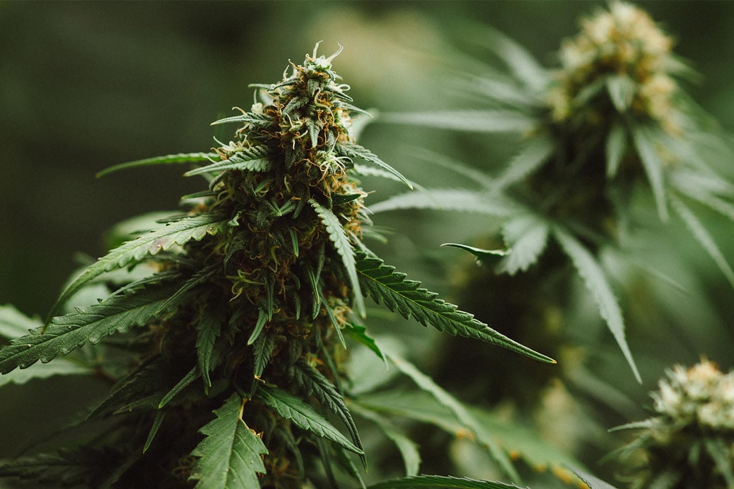 88_cannatex_hemp_cannabis_Cann_BE_Canna_Health_SPACEBAR_Main_7efe8dd6cd.jpeg