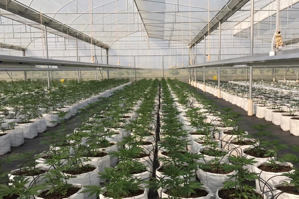 88_cannatex_hemp_cannabis_Cann_BE_Canna_Health_SPACEBAR_Photo02_9f218ea341.jpeg