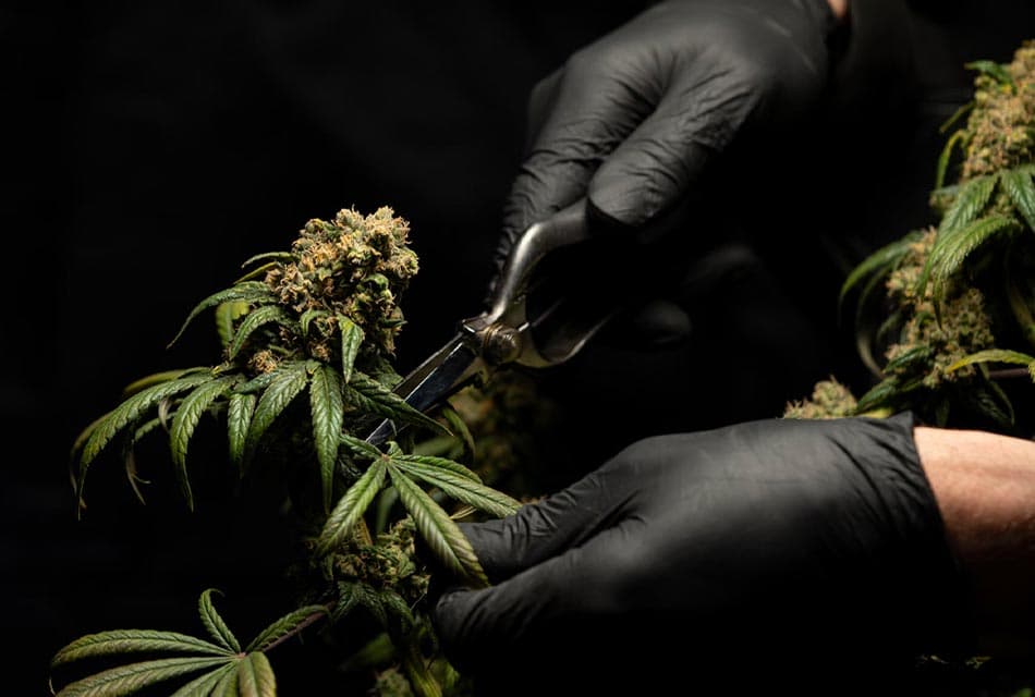 Administrative_Court_Marijuana_Public_Health_SPACEBAR_Thumbnail_cccd544620.jpeg