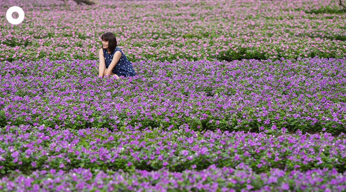 Beautiful_Flowers_Suan_Luang_Rama_9_2022_SPACEBAR_Photo07_a953fc0111.jpeg