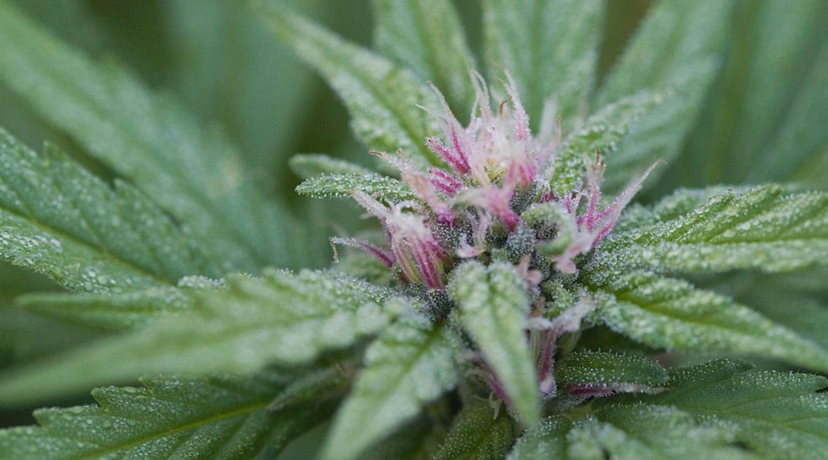 Cannabis_Law_Ministry_Public_Health_SPACEBAR_Hero_6c542be4ae.jpeg