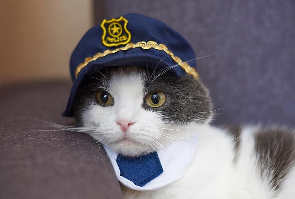 Cats_can_work_like_human_SPACEBAR_Thumbnail_117e549a6d.jpeg