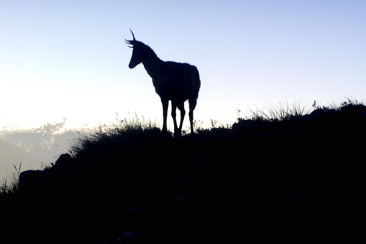 Chile_biological_corridor_protect_endangered_deer_SPACEBAR_Hero_59319531ba.jpeg