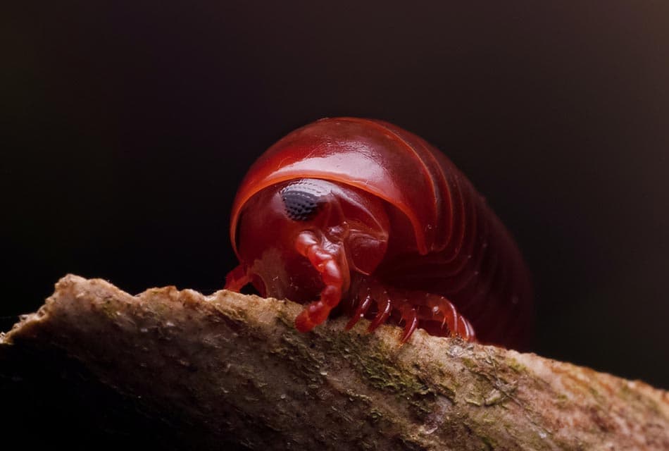 Doctor_Warn_Millipede_Do_Not_Bite_But_Poisonous_SPACEBAR_Thumbnail_fa3259fdbf.jpeg