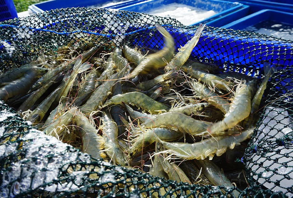 Economy_Export_Shrimp_SPACEBAR_Thumbnail_ab9f960166.jpeg