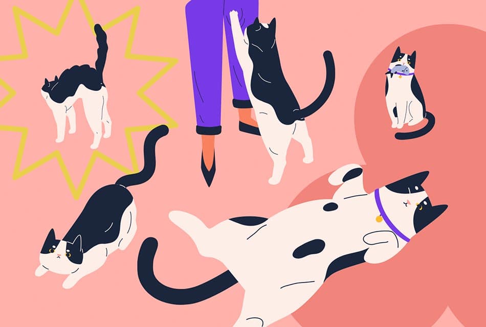 How_well_do_you_know_your_cat_SPACEBAR_Thumbnail_8bcb6d8078.jpeg