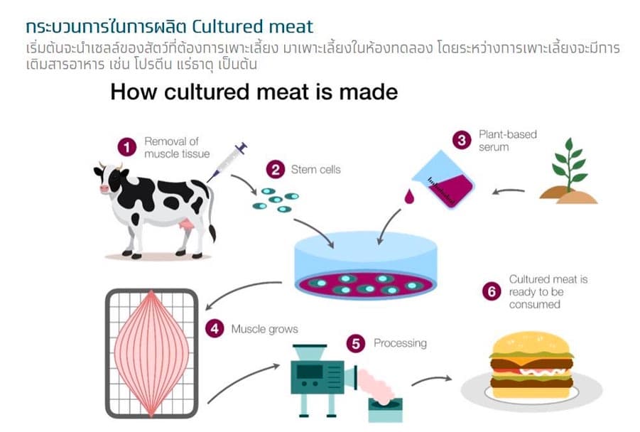 Krungthai_COMPASS_Cultured_meat_Food_Tech_SPACEBAR_Photo01_83c574057c.jpeg