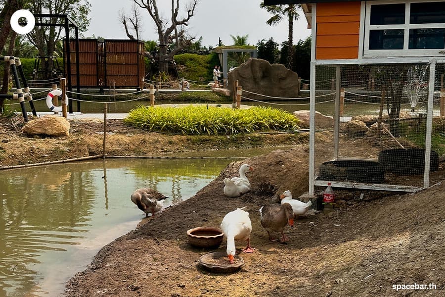 Lhor_Liang_Farm_Nakhon_Pathom_SPACEBAR_Photo11_01df418bee.jpeg