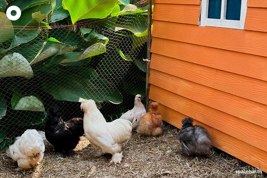 Lhor_Liang_Farm_Nakhon_Pathom_SPACEBAR_Photo12_70c3aa9022.jpeg