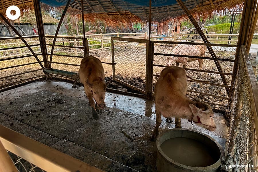 Lhor_Liang_Farm_Nakhon_Pathom_SPACEBAR_Photo13_2152b0b9ef.jpeg