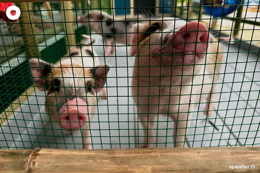 Lhor_Liang_Farm_Nakhon_Pathom_SPACEBAR_Photo14_52cfef3826.jpeg