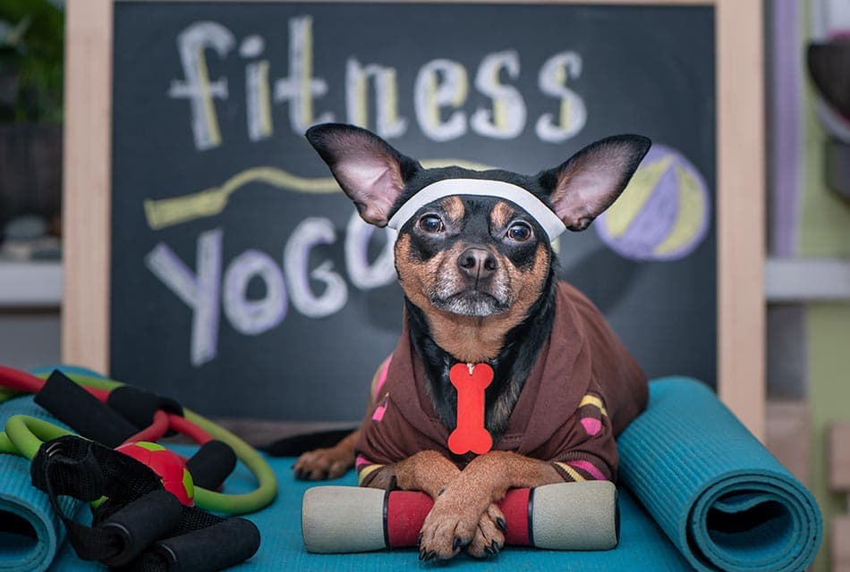 Life_Dog_Gym_and_Pet_Fitness_SPACEBAR_Thumbnail_817bb64faf.jpeg