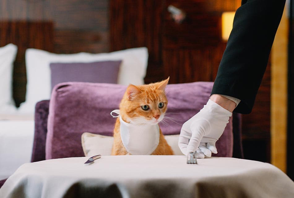 Life_Pet_hotels_and_services_on_the_rise_SPACEBAR_Thumbnail_e057193e04.jpeg