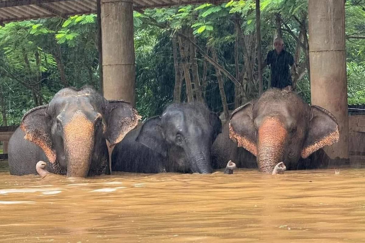 National_Elephant_Fund_Thai_elephant_SPACEBAR_Photo06_2883917a79.jpg