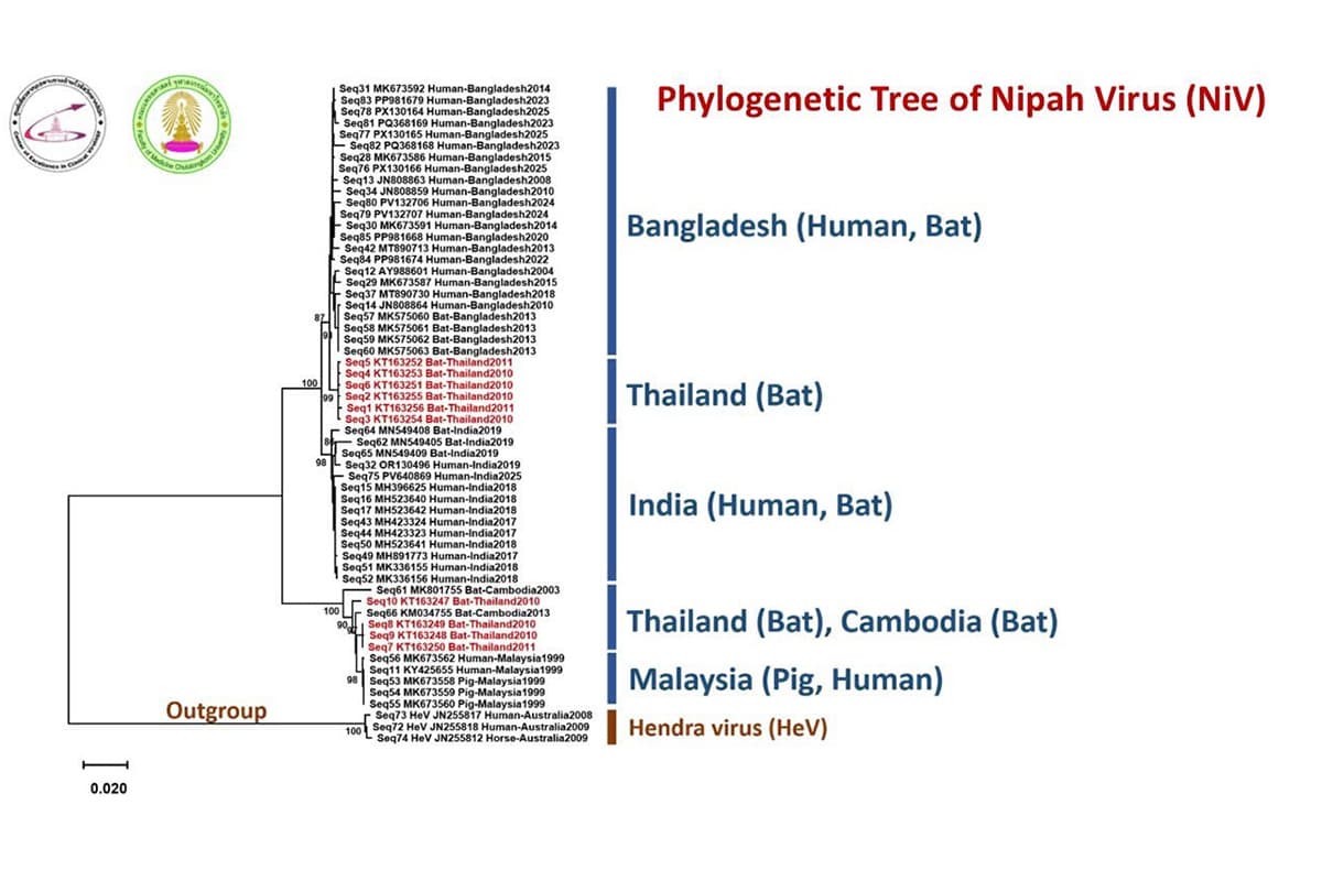 Nipah-virus-and-the-risks-in-Thailand-SPACEBAR-Photo02.jpg