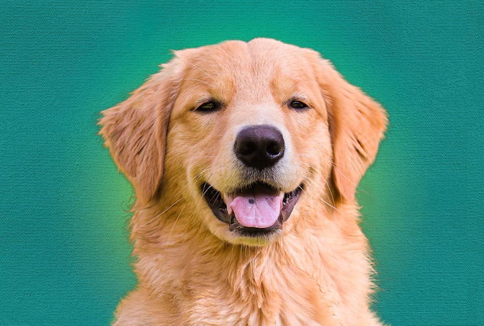 On_This_Day_3_Feb_Golden_Retriever_Day_SPACEBAR_Thumbnail_cc30e9a075.jpeg