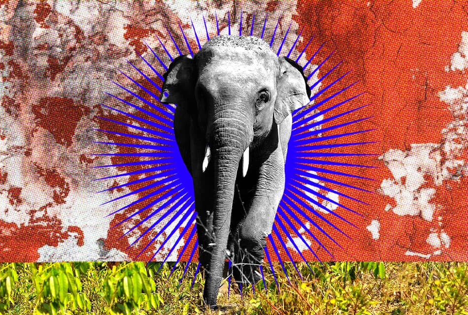 On_This_Day_Elephant_Thailand_Day_SPACEBAR_Thumbnail_56da67d1da.jpeg