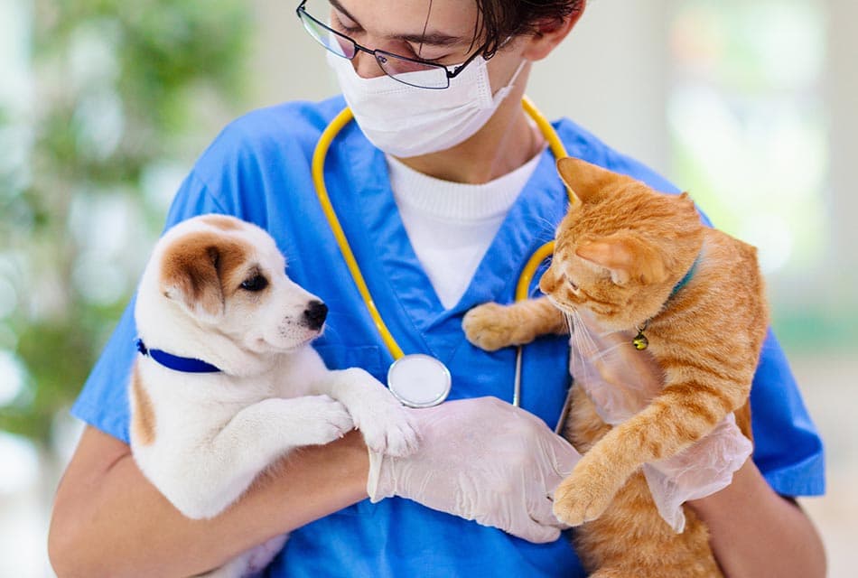 Pet_Insurance_Thailand_2022_SPACEBAR_Thumbnail_b56b7d6603.jpeg
