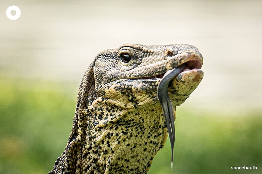 Photo_Story_Varanus_Lumphini_Park_SPACEBAR_Photo01_5f589c1659.jpeg