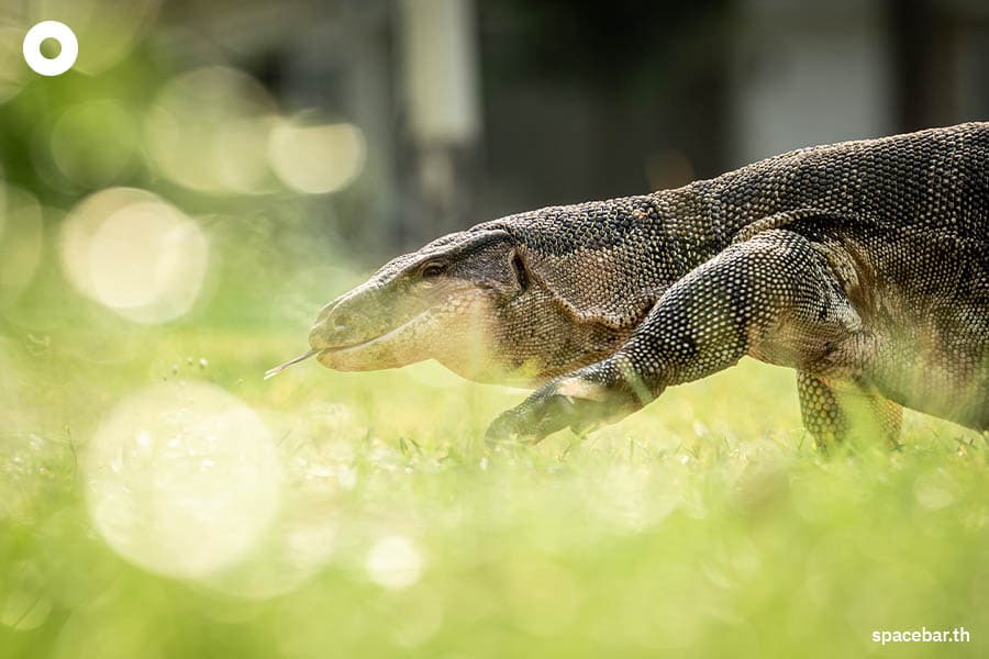 Photo_Story_Varanus_Lumphini_Park_SPACEBAR_Photo05_e49818cec9.jpeg