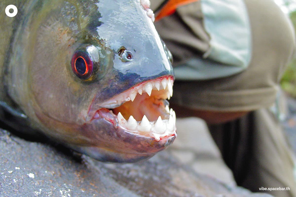 Piranha_Shy_Fish_SPACEBAR_Photo01_2e41260b88.jpeg