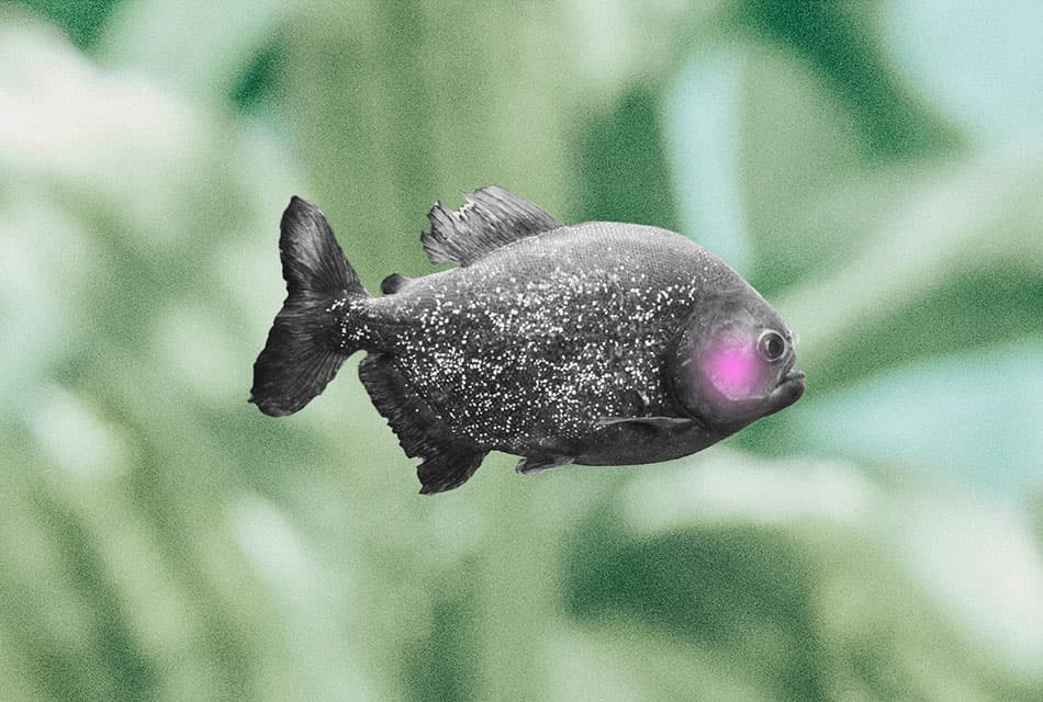Piranha_Shy_Fish_SPACEBAR_Thumbnail_4da3682e98.jpeg