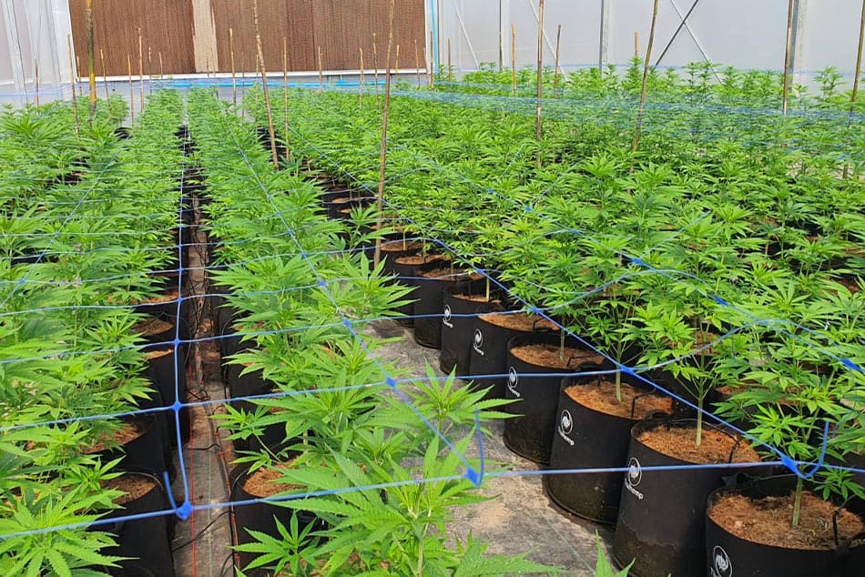 Property_AQ_egronix_cannabis_SPACEBAR_Photo02_d5f8cc4404.jpeg
