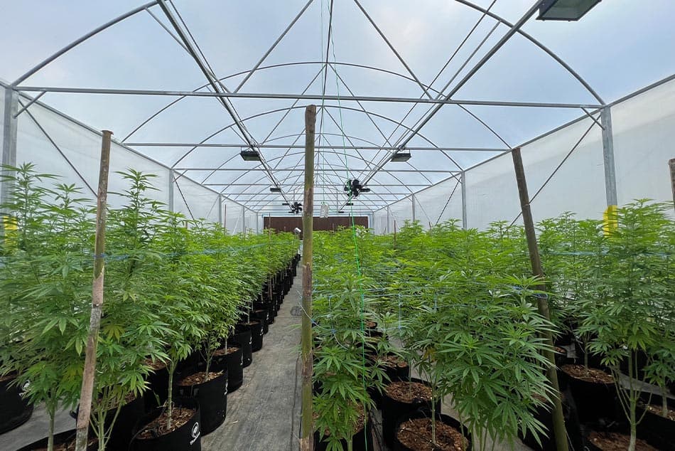 Property_AQ_egronix_cannabis_SPACEBAR_Photo03_02d62d9564.jpeg