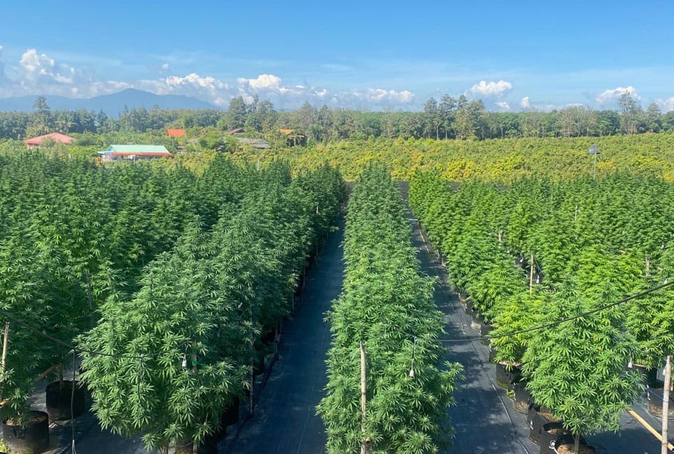 Property_AQ_egronix_cannabis_SPACEBAR_Thumbnail_34512da1c0.jpeg