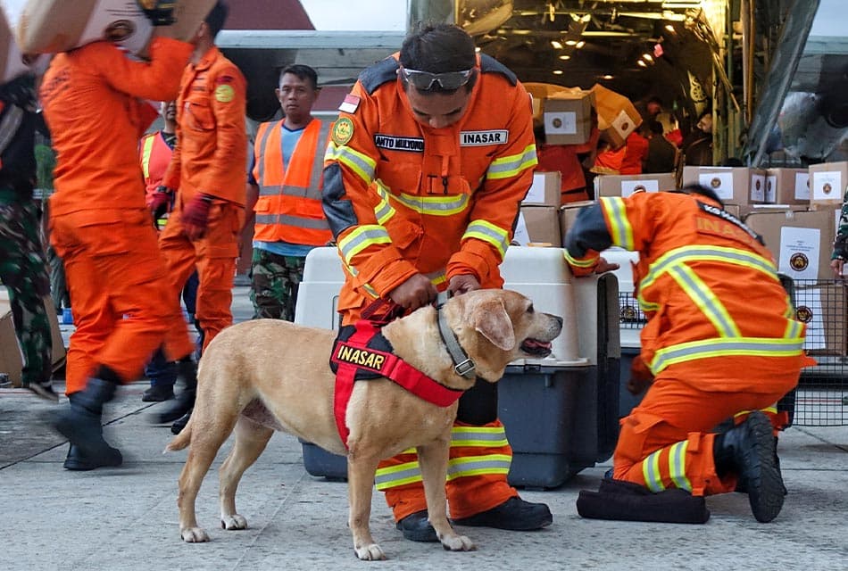 Rescue_dog_turkey_syria_quakes_SPACEBAR_Thumbnail_436db2b33f.jpeg