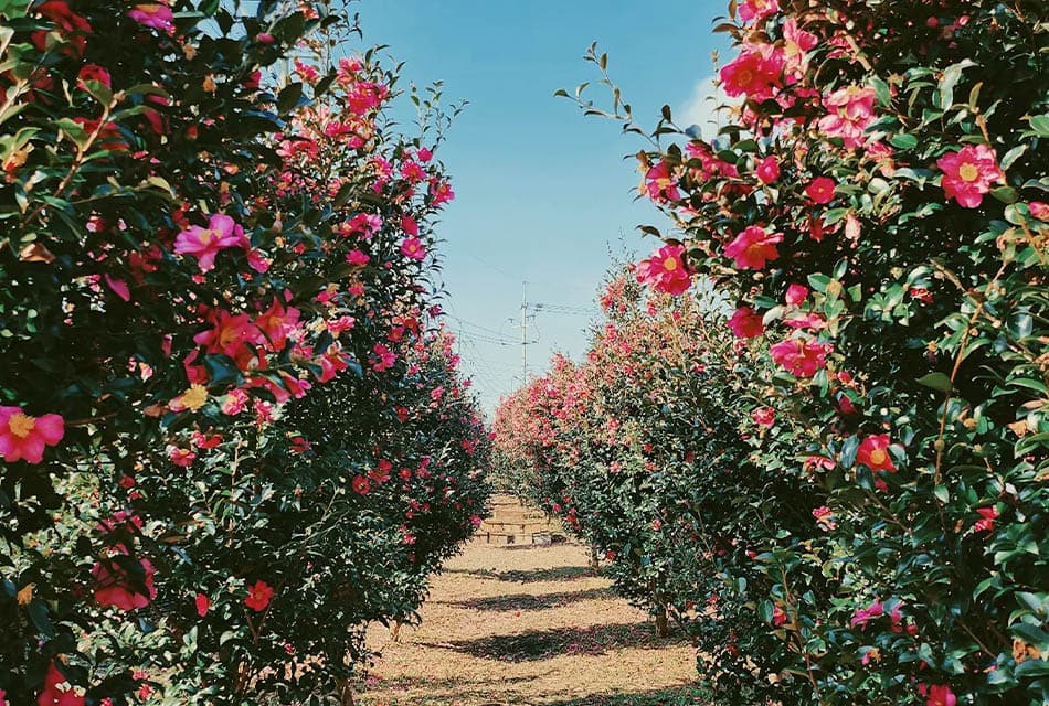 SEE_VIEW_Jeju_Camellia_Hill_SPACEBAR_Thumbnail_54018bfb06.jpeg