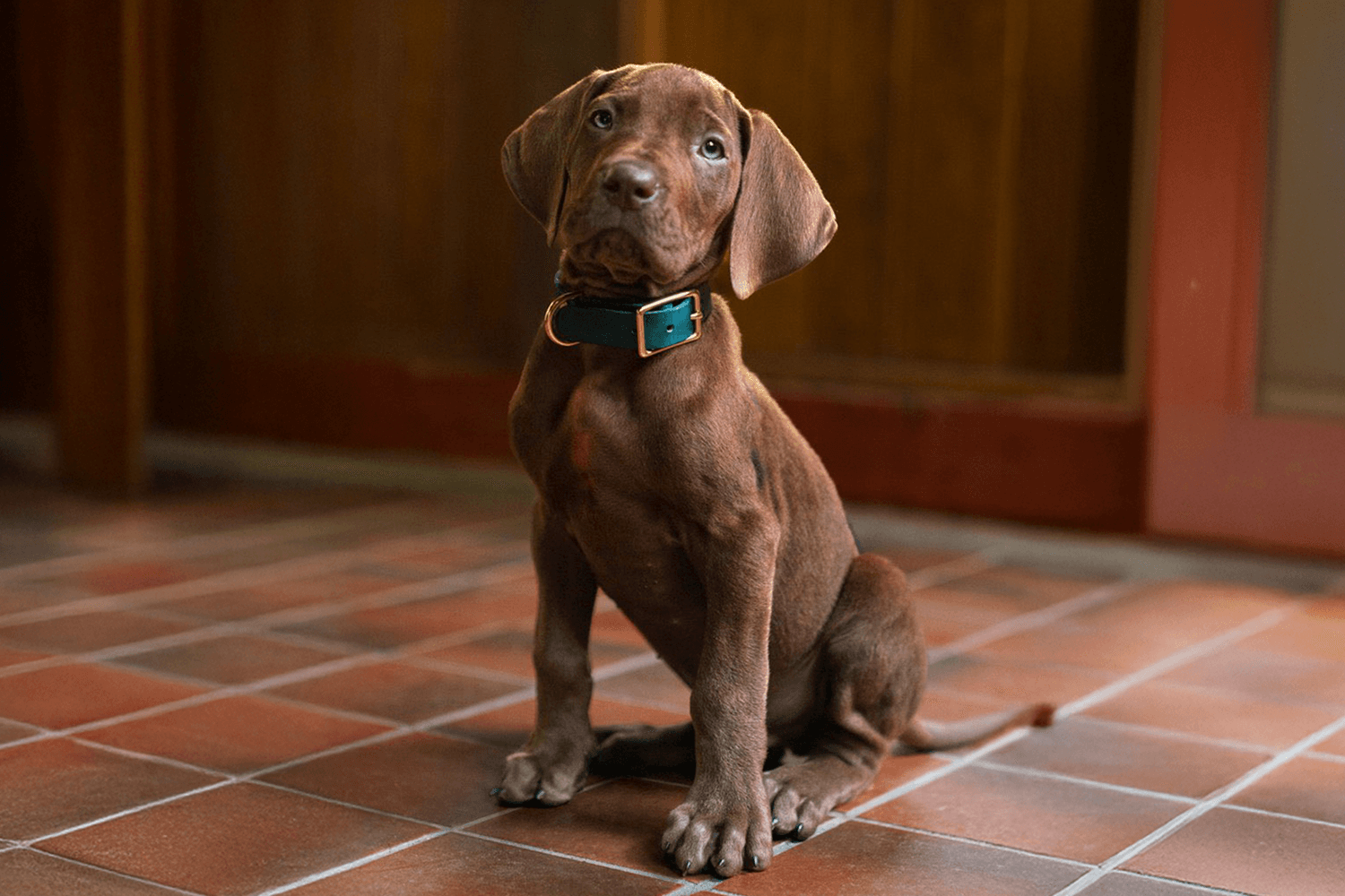 Netflix ปล่อยภาพแรก Scooby-Doo: Origins พร้อมเผยโฉม ‘สคูบี้ดู’ เวอร์ชั่นสุนัขจริง