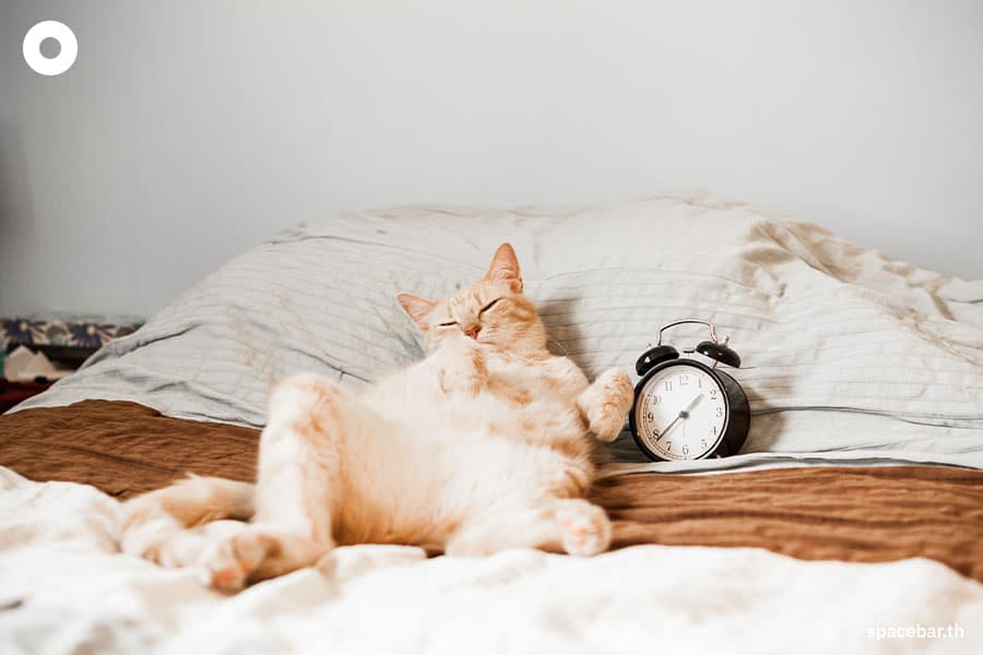 Some_make_money_by_sleeping_SPACEBAR_Photo01_c292b99eea.jpeg
