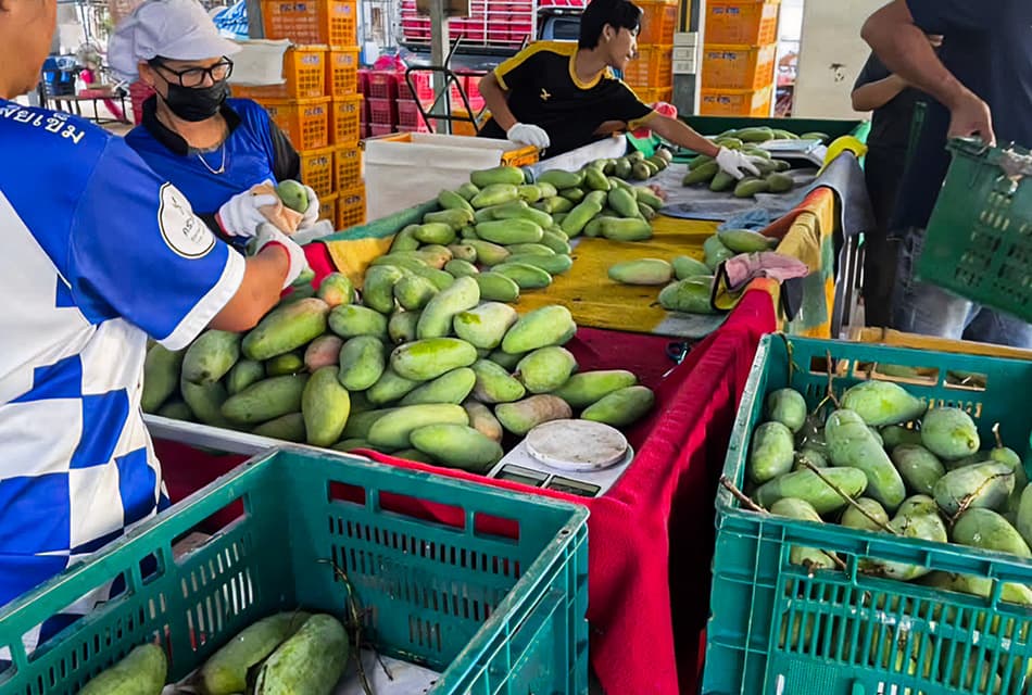 'มะม่วง' ราคาตกต่ำหนัก ชาวสวนลำพูนสุดช้ำ แบกรับต้นทุนสูง แต่ผลผลิตขายไม่ได้ราคา