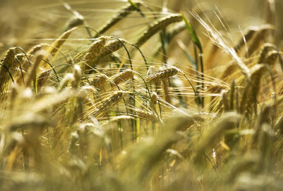 Ukraine_grains_food_transit_ban_SPACEBAR_Thumbnail_c6b613afc8.jpeg