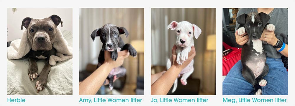 ai_dogs_wags_and_walks_SPACEBAR_Photo02_e9662109ab.jpeg
