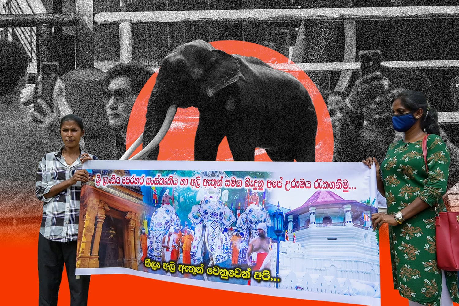 animal_diplomacy_thailand_compare_china_SPACEBAR_Hero_cb278eacfb.jpeg