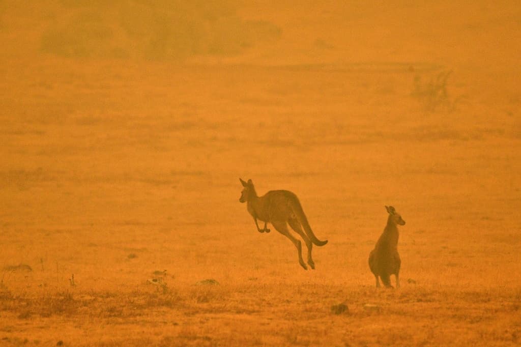 australia-black-summer-wildfire-lessons-europe-2.jpeg