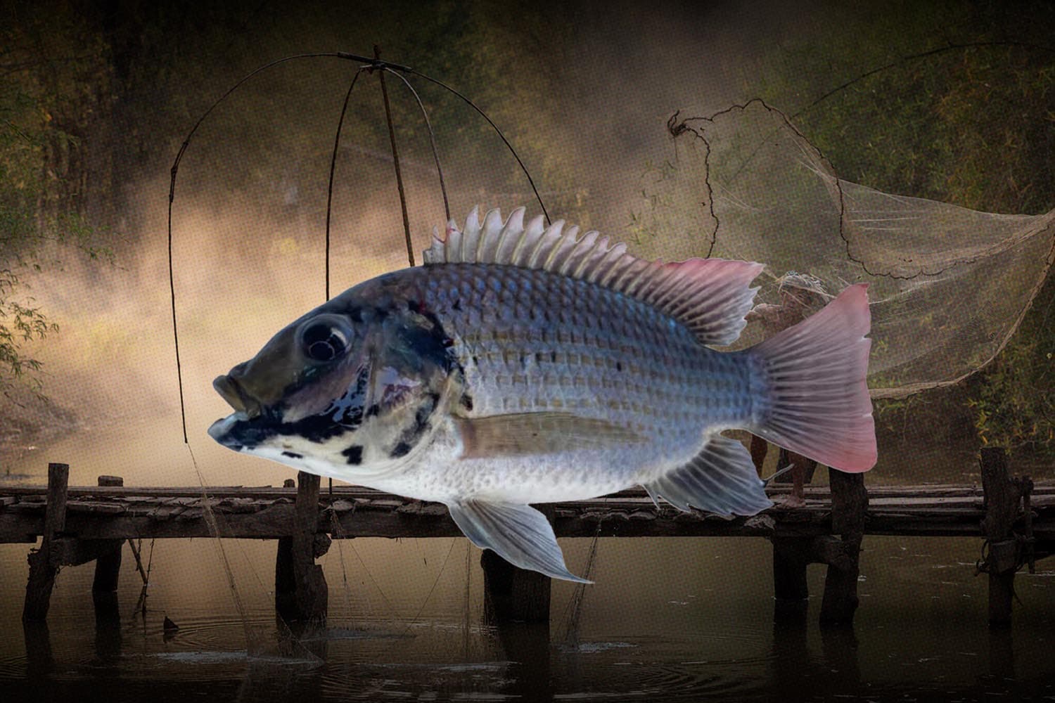 blackchin_tilapia_10jul2024_SPACEBAR_Hero_e3b2610ea9.jpg