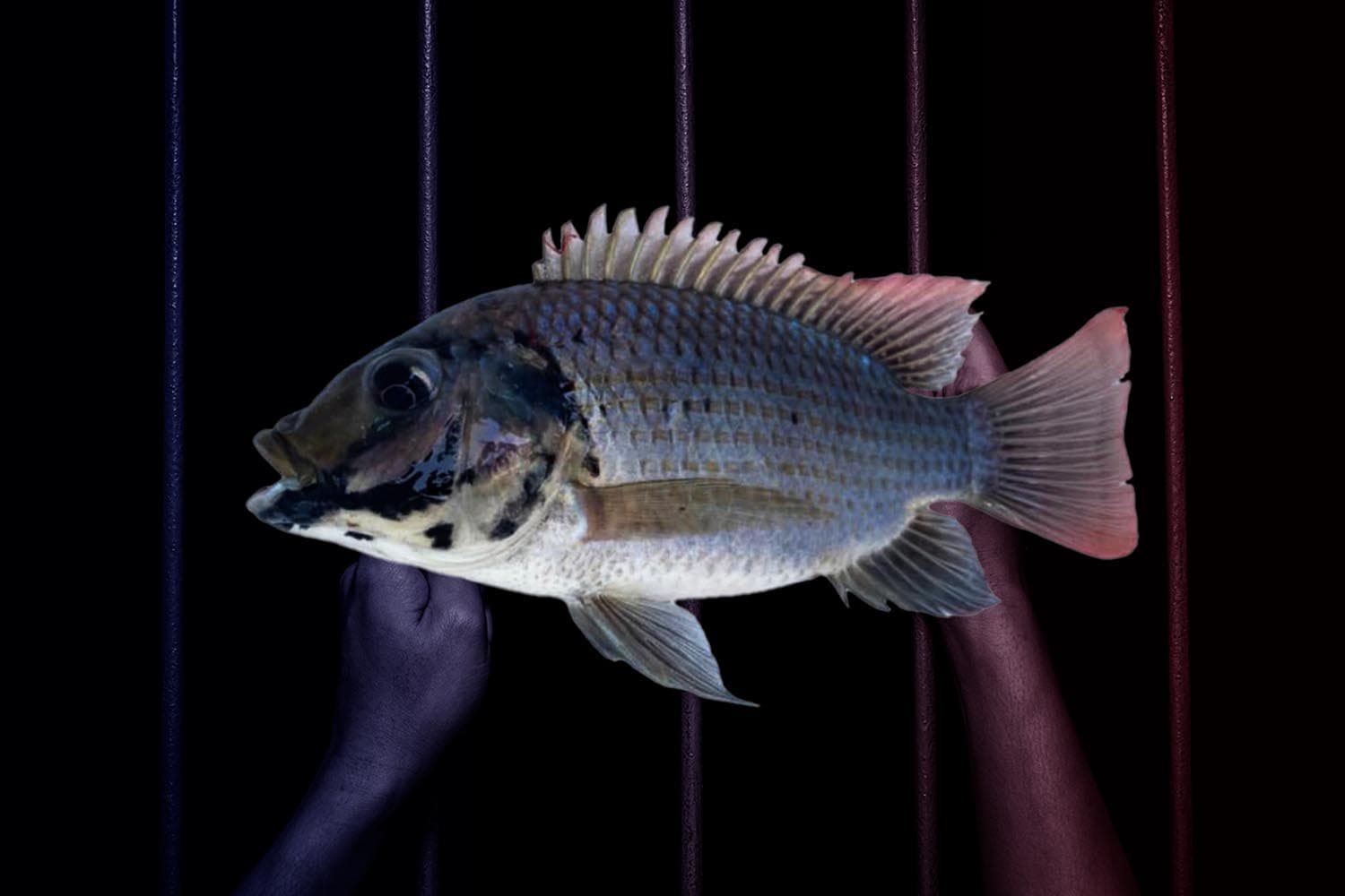 blackchin_tilapia_20jul2024_SPACEBAR_Hero_89a92cc612.jpg