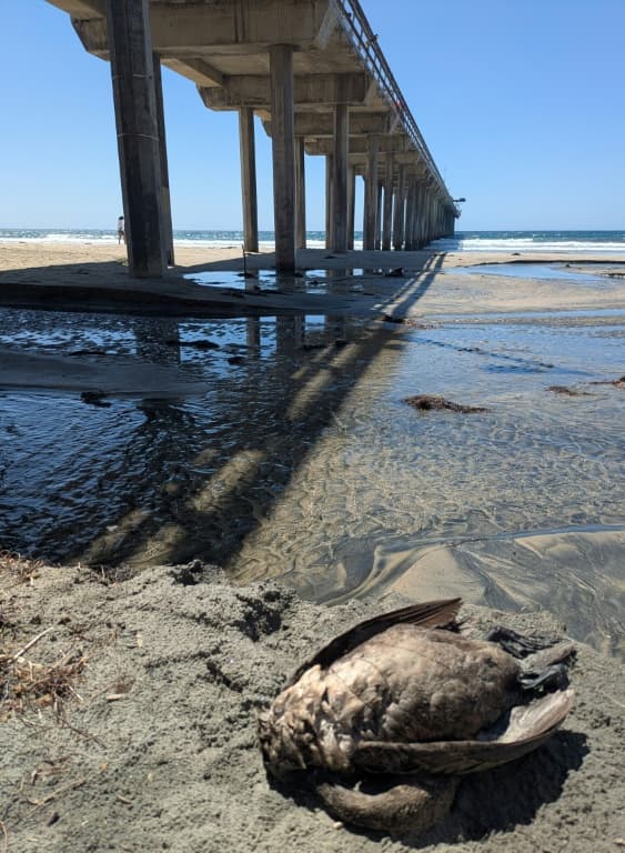 A dead Brandt's cormorant was spotted by scientists of the Scripps Institution of Oceanography in La Jolla, California in February 2026