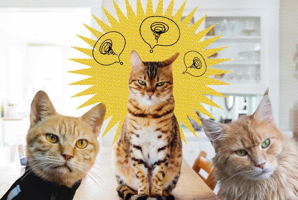 cat_stress_anxiety_SPACEBAR_Thumbnail_c16d9503dd.jpeg