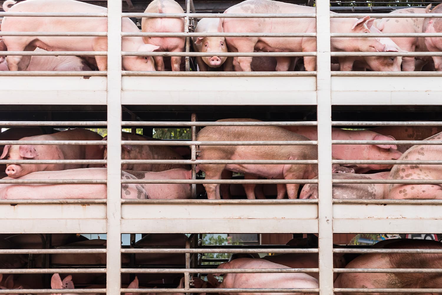 dit_farmer_pigs_weight_scale_mistake_kalasin_SPACEBAR_Hero_e9de99c53a.jpg