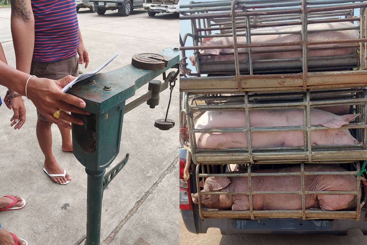 dit_farmer_pigs_weight_scale_mistake_kalasin_SPACEBAR_Photo01_4ddc3d43a0.jpg